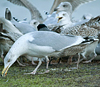 2cy argentatus in October, ringed in Norway. (118370 bytes)